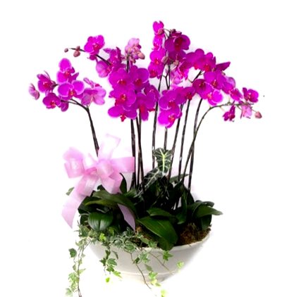  Türkiye Çiçek Siparişi 