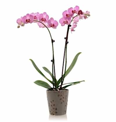  Türkiye Çiçek Gönder 