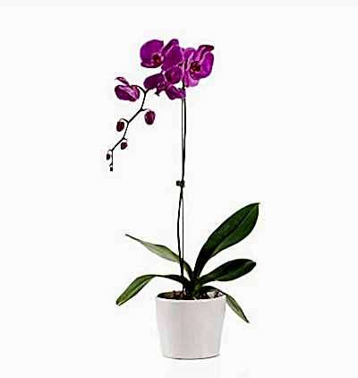  Türkiye Çiçek Siparişi 